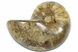Cut & Polished Jurassic Nautilus Fossil (Half) - Madagascar #365530-1